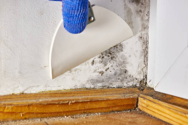 Best Attic Mold Removal  in Alexander, AR
