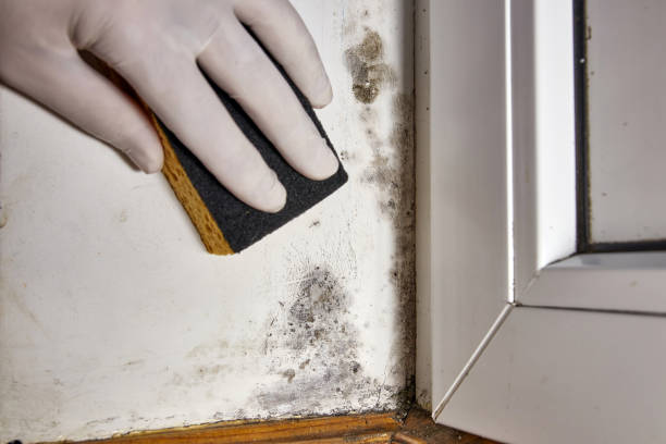 Reliable Alexander, AR Mold Removal Solutions